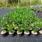 Oleander obyčajný (Nerium oleander) ´CLAUDIA ´ - výška 40-60 cm, kont. C3L (-10/-12°C)